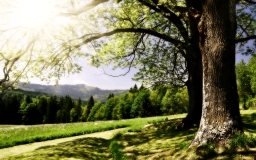Nature.jpg, 49kB